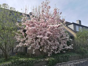 Magnolie als Frühlungsgruß