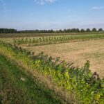 Pappelpflanzung Agroforst Lammertzhof (Foto-Uwe Schrumpf)