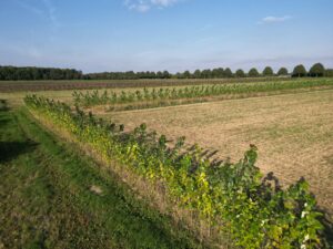 Pappelpflanzung Agroforst Lammertzhof (Foto-Uwe Schrumpf)